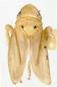 Neocoelidia bifida - photo 2