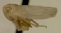 Neocoelidia candida