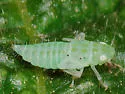 Neocoelidia compta