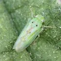 Neocoelidia compta - photo 3