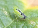 Neocoelidia compta - photo 4