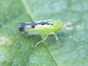 Neocoelidia compta - photo 5