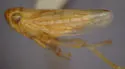 Neocoelidia diabola