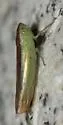Neocoelidia fuscovittata