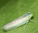 Neocoelidia fuscovittata - photo 4
