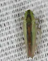 Neocoelidia fuscovittata - photo 5