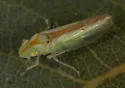 Neocoelidia grandiosa