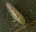 Neocoelidia grandiosa - photo 2