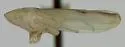 Neocoelidia grandiosa - photo 3