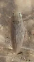 Neocoelidia lactipennis - Neocoelidia lactipennis