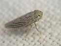 Neocoelidia lactipennis - photo 3
