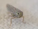 Neocoelidia lactipennis - photo 4