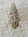 Neocoelidia lactipennis - photo 5