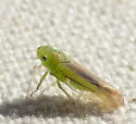 Neocoelidia lineata - Neocoelidia lineata