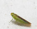 Neocoelidia lineata - photo 2