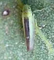 Neocoelidia lineata - photo 3