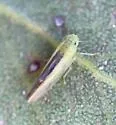 Neocoelidia lineata - photo 4
