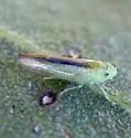 Neocoelidia lineata - photo 5