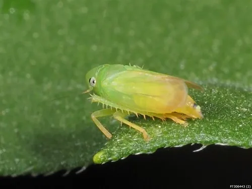 Neocoelidia orientalis - Neocoelidia orientalis