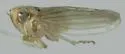 Neocoelidia orovila - photo 3