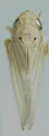 Neocoelidia orovila - photo 4