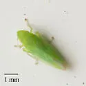 Neocoelidia pallida - photo 2