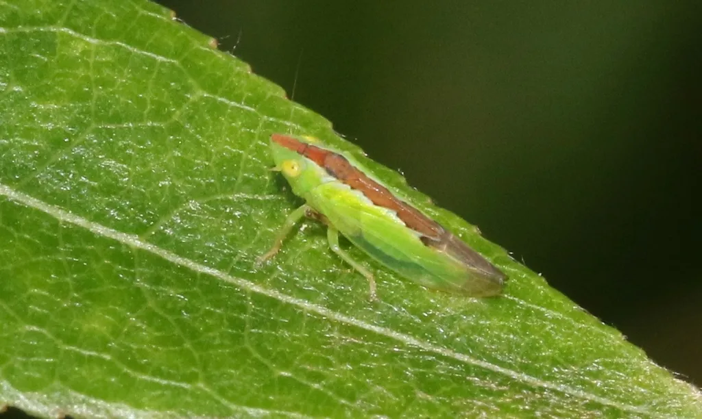 Neocoelidia pulchella - photo 2