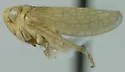 Neocoelidia reticulata - Neocoelidia reticulata