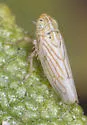 Neocoelidia romantica