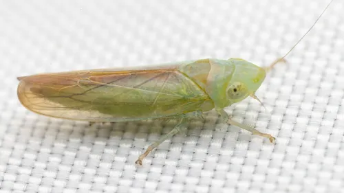 Neocoelidia teretis