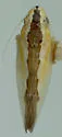 Neocoelidia texana - photo 2