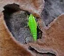 Neocoelidia tuberculata - Neocoelidia tuberculata