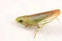 Neocoelidia tuberculata - photo 2