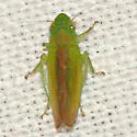 Neocoelidia tuberculata - photo 3