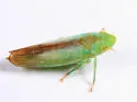 Neocoelidia tuberculata - photo 5