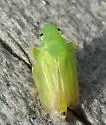 Neocoelidia tumidifrons - photo 4