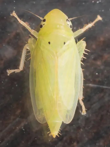 Neocoelidia vittapennis - Neocoelidia vittapennis