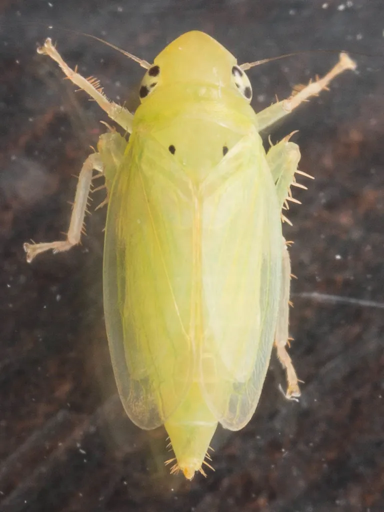 Neocoelidia vittapennis - photo 2