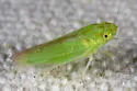 Neocoelidiana cf-filamenta
