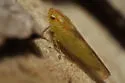 Neocoelidiana cf-filamenta - photo 2