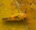Neocoelidiana cf-filamenta - photo 4