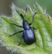 Neocoenorrhinus germanicus