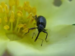 Neocoenorrhinus germanicus - photo 2
