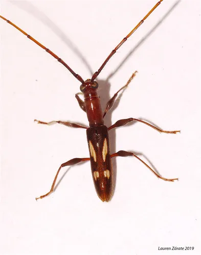 Neocompsa exclamationis