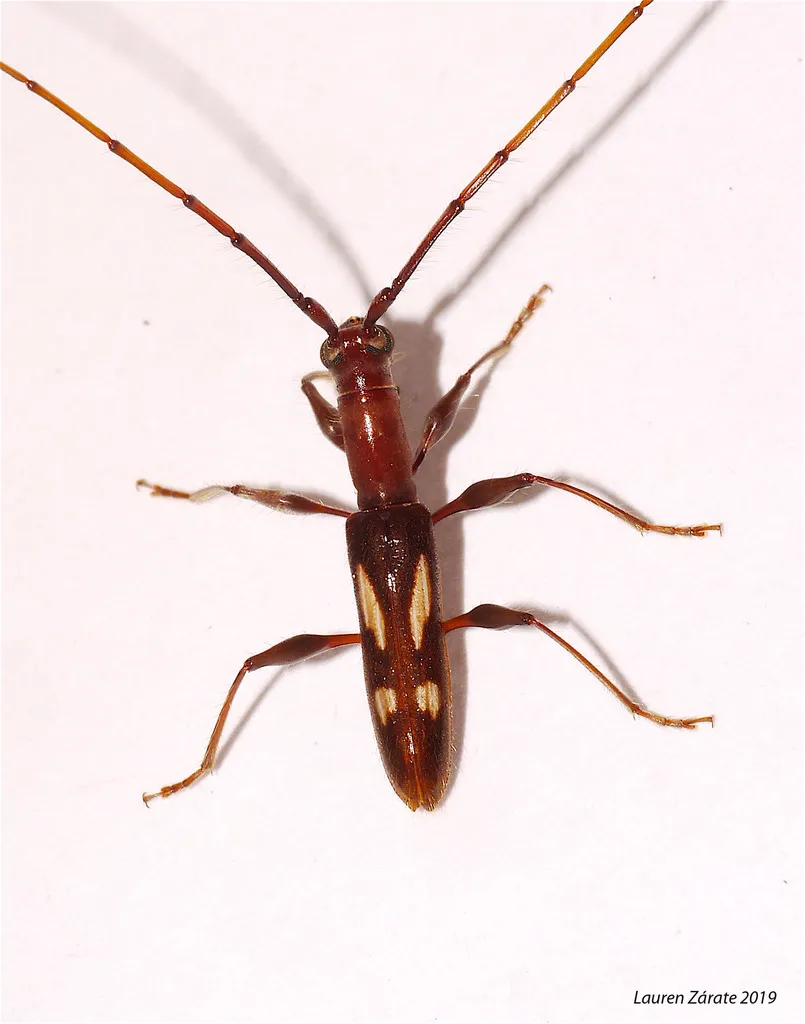 Neocompsa exclamationis - photo 2