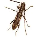 Neocompsa mexicana
