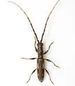 Neocompsa mexicana - photo 2