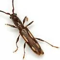 Neocompsa mexicana - photo 4