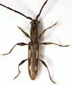 Neocompsa mexicana - photo 5