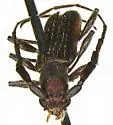 Neocompsa puncticollis - photo 2